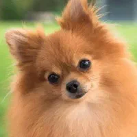 حیوان خانوادگی