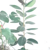 گل بزرگ