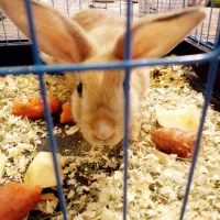 خرگوش فروشی