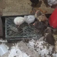 جوجه مرغ خروس پاپر|حیوانات مزرعه|بابکان, |دیوار