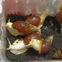 حلزون البینو