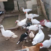 اردک شمالی سیکا|حیوانات مزرعه|تربت جام, میان جام|دیوار