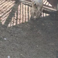 سگ پودل معاوضه باکفترومرغ وخروس