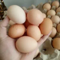 تخم مرغ محلی|خوردنی و آشامیدنی|آوج, |دیوار