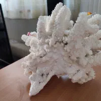 مرجان شاخ گوزنی طبیعی اصل|ماهی|تهران, وحیدیه|دیوار