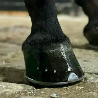 انجام امور نعلبندی