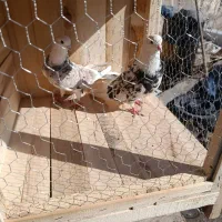 نرماده  شازده سرور