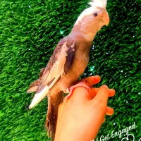 عروس هلندی ایزابلا