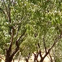 کارباغ میوه چینی بادام تکونی هلو و