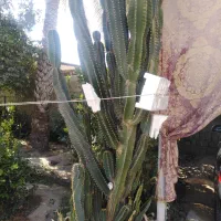کاکتوس بزرگ قواره دار تمیز|گل و گیاه طبیعی|سعدآباد, |دیوار