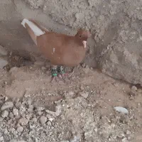 کبوتر|پرنده|شوشتر, |دیوار