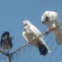 کبوتر پرش سنگین