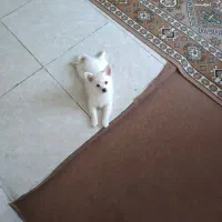 واگذاری سگ پامر عروسکی