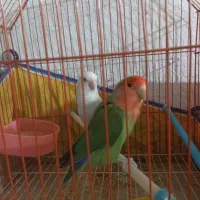 طوطی برزیلی جفت