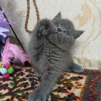 دخترو پسر اسکاتیش و بریتیش بلو|گربه|شیراز, معالیآباد|دیوار