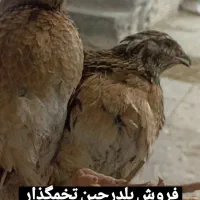 بلدرچین تخمگذار 195