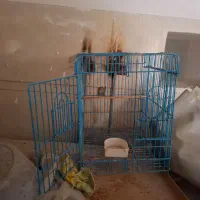 قفس پرنده