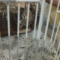 عروس هلندی|پرنده|بندرعباس, |دیوار