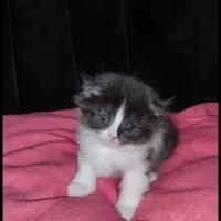 اسکاتیش برتیش عروسکی