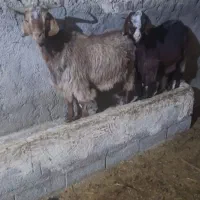 دو عددبز جوان|حیوانات مزرعه|نوبران, |دیوار