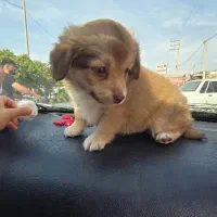 توله سگ نژاد شیتزو