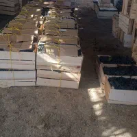 فروش انگور
