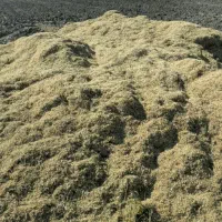 کاه نرم لوبیا