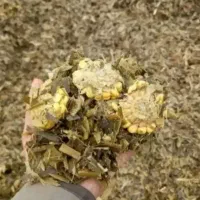 علوفه ذرت درجه یک کردستان