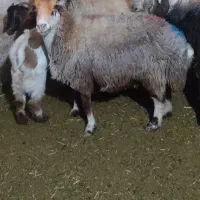 گوسفند فروشی