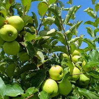 باغ-فوق-العاده-زیبا-و-کم-قیمت-در-گلمکان
