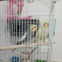 عروس هلندی نروماده|پرنده|آستارا, |دیوار