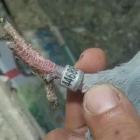 کبوتر|پرنده|رامند, |دیوار