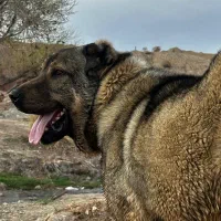 سگ پژدر|سگ|محلات, |دیوار