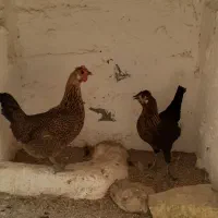 فروش مرغ و خروس محلی اصیل