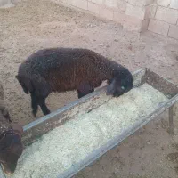 بره نر هترو