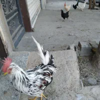 خروس چهل تاج گلین|حیوانات مزرعه|جاجرود, |دیوار