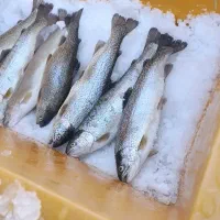 ماهی قزل‌آلا