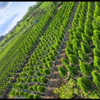 کارگر باغ گل و گیاه