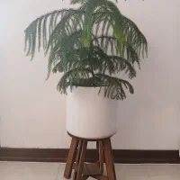 گل طبیعی|گل و گیاه طبیعی|صدرا-فارس, فاز ۱|دیوار