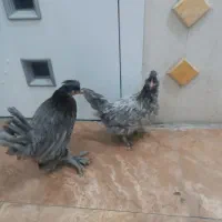 سلطان عثمانی