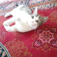 گربه خونگی|گربه|قزوین, |دیوار