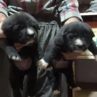 ۳عددتوله قدرجونی ماده