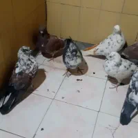 کبوتر|پرنده|معصومیه, |دیوار