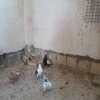 ۴ عدد کبوتر