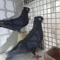 نر ماده ابادانی|پرنده|شاهین‌شهر, شهرک گلدیس|دیوار