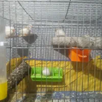 فنچ|پرنده|شهرکرد, |دیوار