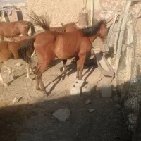 مادیان