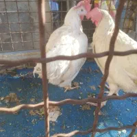 مرغ تاج بلند