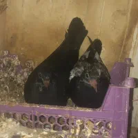 فروش جوجه کبوتر