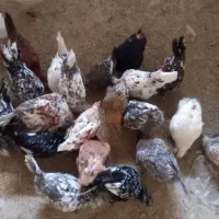 گلین تخمگذار